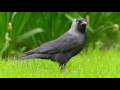 die dohle the jackdaw