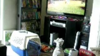 Zoe vs TV Kitties
