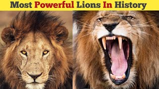 5 Most Powerful Lions In History । Lion Attack। Alpha Factz