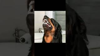 rottweiler pastor belga cachorro lobo