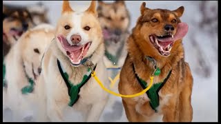 Norway in the Iditarod and Finnmarksløpet Talk