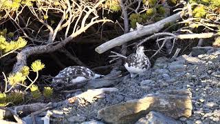 初冬の蝶ヶ岳の雷鳥のつがい３