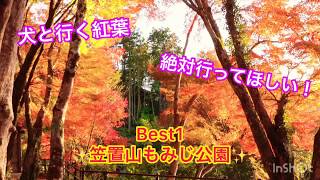 【犬と行く紅葉🍁】絶対行ってほしい！！✨Best1✨京都 笠置山もみじ公園✨綺麗◎雰囲気◎散策◎ゆっくり休憩もできる◎