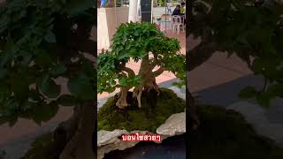 บอนไซสวยๆ #bonsai #บอนไซ #ปลูกต้นไม้ #plants #ศิลปะ