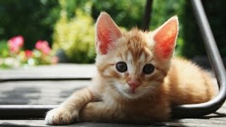 【猫おもしろ】これはたまらない、「笑える」「可愛い」猫　まとめ 11　【おもしろ画像　驚愕】