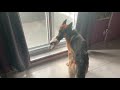 German shepherd Saxon bad habit