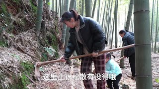 冬天怎能少得了火锅，幺妈和婷婷上山去挖冬笋熬汤，吃巴适了。