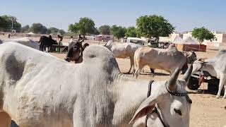 नागौरी बैल की आवक ज्यादा नागौर पशु मेला 2025 || Nagaur pashu mela 2025 || नागौर पशु मेला 2025 #camel