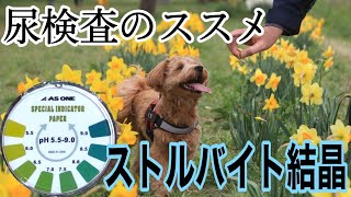 【愛犬家のみ必見】尿検査のススメ～「ストルバイト結晶」検査の仕方と克服法