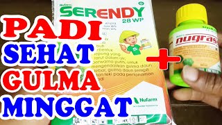 Serendy + Nugrass basmi gulma-Padi Tidak Merah