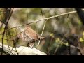 singing winter wren wompatuck state park 4 23 20