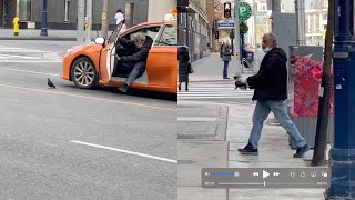 Man Saves Toronto Pigeon In Middle Of Road