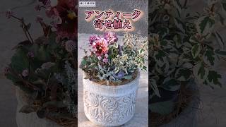 【寄せ植え】フリルパンジーでアンティークな寄せ植え  #園芸 #ガーデニング #abcガーデンズ