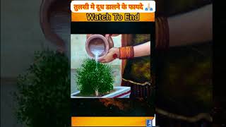 तुलसी मे दूध डालने के फायदे | Tulsi Me Dudh Dalne Ke Fayde | तुलसी पूजा #shorts #viral