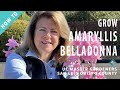 How to Grow Amaryllis Belladonna