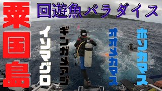 終わったかのように思えたイソマグロが復活！合計200匹以上のイソマグロは圧巻！こんな海が那覇から90分であるんです！