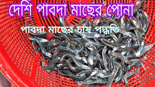 দেশি পাবদা মাছের পোনা | কিভাবে চাষ করলে লাভবান হবেন | Pabda fish farming | যোগাযোগ 01779390319