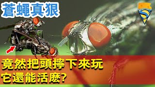 蒼蠅:居然會把自己的頭擰下來玩，它還能活麼？