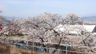 勝沼ぶどう郷駅のホームから甚六桜を眺める