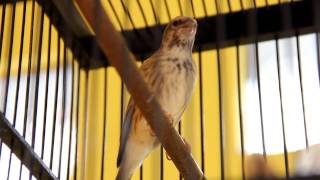 Burung Blackthroat Ngeroll Keras Suara Kristal