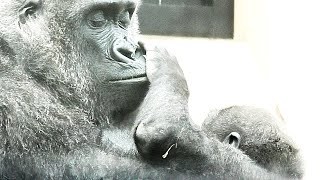 Gorilla Kintaro's toy before sleeping is mom's face [Kyoto City Zoo]