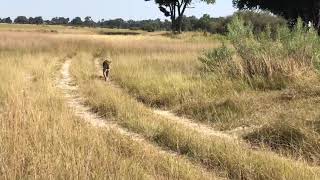 Male Leopard in the Okavango delta