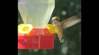 Hummingbird Meditation