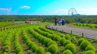 【ひたち海浜公園】緑コキア （2020年撮影）［4K］｜【Hitachi Seaside Park】Green kochia 2020［4K］｜Ibaraki, Japan