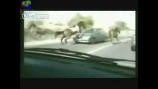 Badaboom Car Accidents - Incidenti stradali fenomenali