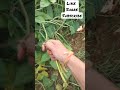 bobarlu cowpea seeds.. harvesting ...