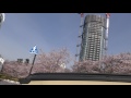 【4k動画】東京の桜（満開）ミッドタウン（300m）さくら並木（オープンカー）桜のトンネル（昼桜）tokyo cherry blossoms