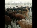 azerbaijan shepherds aboriginal caucasian shepherd dogs çoban iti