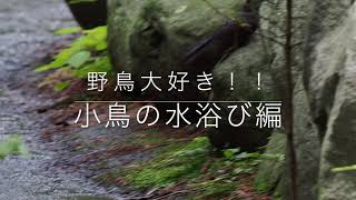 野鳥大好き【小鳥水浴びシーン編】７種類の小鳥が水浴びをしている様子がとっても可愛い！