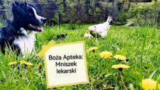 🕊️ Apteka Pana Boga: Mniszek lekarski. Właściwości mniszka, syrop i stosowanie. @Gronicek