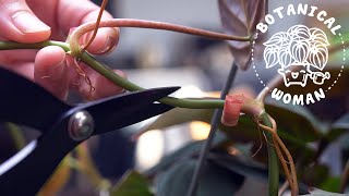 3 Ways to Propagate a Philodendron Micans
