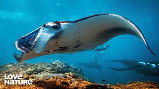 Manta Rays: The Gentle Giants of the Sea | Great Blue Wild 204