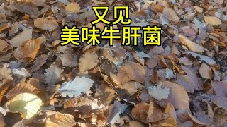 采了那么多蘑菇，最有成就感，最能给人带来快乐的，还是美味牛肝菌