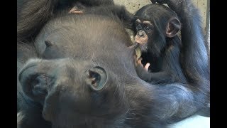 チンパンジー 双子の赤ちゃん Chimpanzee twin baby part10