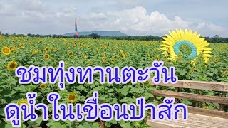 #dam#sunflower#Farm#Lopburi น้ำในเขื่อนป่าสัก ชมทุ่งทานตะวัน