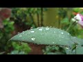 rain drops ಮಲೆನಾಡಿನ ಮಳೆ malenadu shivamogga