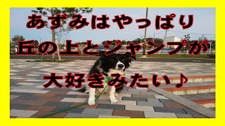 【犬とお出掛け】【ハイエースで車中泊】愛犬の好きな遊びを把握しよう♪＾＾　#shorts