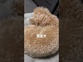 寝言犬 toypoodle トイプードル