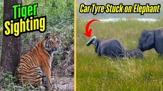 Car Tyre Stuck on Elephant | Tiger Sighting in Dhikala | Jim Corbett Safari | Sarapduli FRH