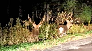 【野生動物】夜の支笏湖で鹿に遭遇！！【エゾシカ】