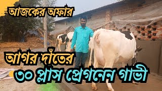 30 প্লাস প্রেগনেন গাভী আগর বয়সে, দাম জানতে ফুল ভিডিওটি দেখুন