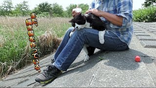 【地域猫】せっかく最後のカサブタが取れたのにまた引っ掻き傷を作りやがった‼しばらくはチビを監視してないと不味そうです。【魚くれくれ野良猫製作委員会】