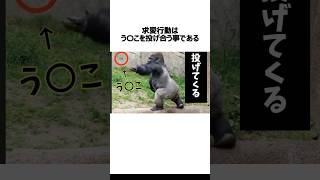 皆が知らない「ゴリラ」の雑学