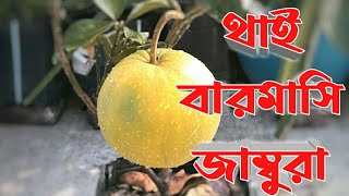 টবে মিষ্টি থাই জাম্বুরা !