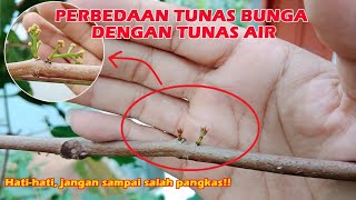 PERBEDAAN TUNAS BUNGA DENGAN TUNAS AIR PADA JAMBU AIR