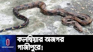 কলম্বিয়া থেকে কন্টেইনারে কাঁচামালের সঙ্গে এলো অজগর || Gazipur || Python